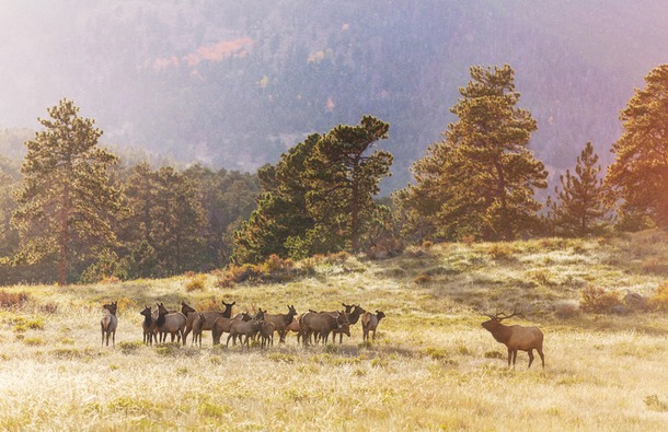 Elk